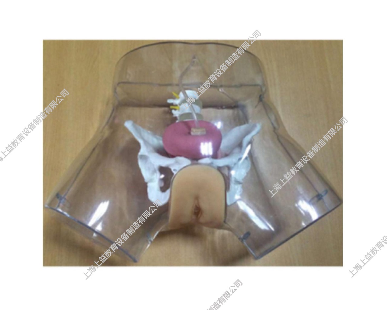 NM2169 高級(jí)透明女性導(dǎo)尿模型